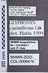 Etiketten zu Glyphonyx carinifrons (Candèze, 1893) (NHMW-ZOO-COL-0008479)
